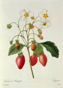 Fragaria (jahodník), vyryl Chapuis, z knihy "Choix des Plus Belles Fleurs", 1827-33